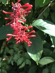 Odontonema cuspidatum