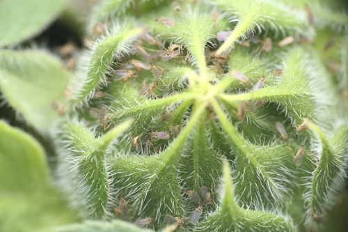 Contarinia schulzi
