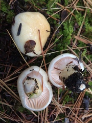 Hygrophorus flavodiscus