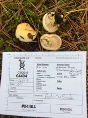 Hygrophorus flavodiscus