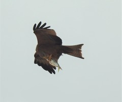 Milvus migrans parasitus