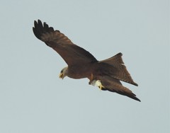 Milvus migrans parasitus