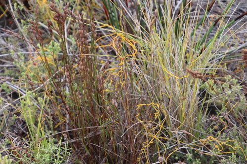 Restio bifurcus (Restio bifurcus)