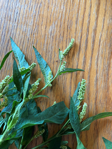 pale smartweed