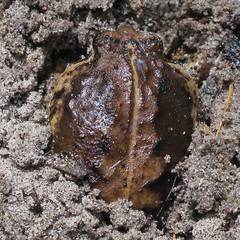 Breviceps rosei rosei