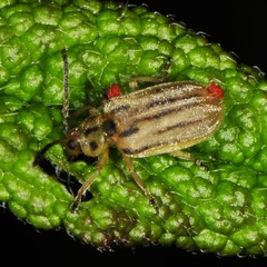 Ophraella notata