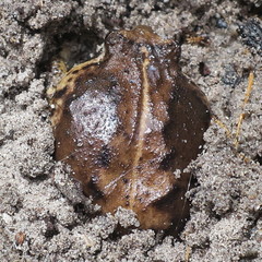 Breviceps rosei rosei