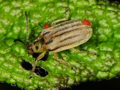 Ophraella notata