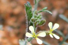 Carrichtera annua