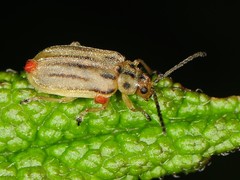 Ophraella notata