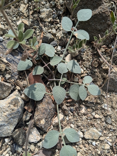 Glaucosciadium cordifolium, photograph 3