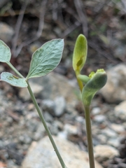 Marios Thoma, CC BY, iNaturalist via GBIF Glaucosciadium cordifolium, photograph Marios Thoma, CC BY, iNaturalist via GBIF