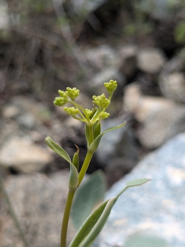 Glaucosciadium cordifolium, photograph 5