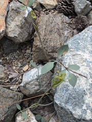 Glaucosciadium cordifolium, photograph Marios Thoma, CC BY, iNaturalist via GBIF