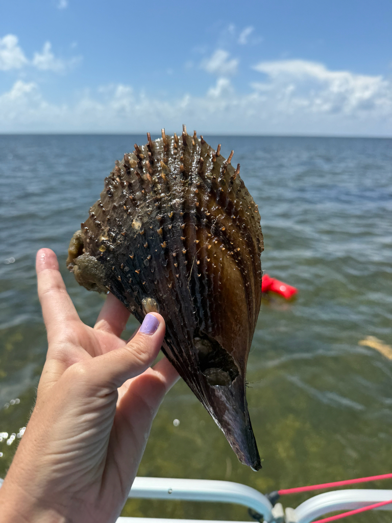 Pen Shell Fish Stiff Pen Shell from Taylor County on August 5, 2025 at 03:18 PM by ...