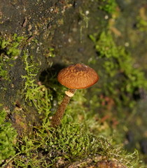 Conocybe filaris