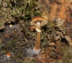 Conocybe filaris