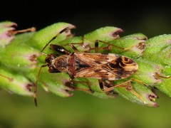 Neopamera albocincta