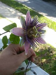 Passiflora alata × caerulea