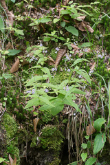 Veronica urticifolia