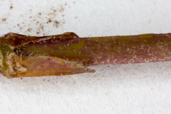 Veronica urticifolia