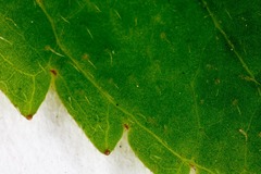 Veronica urticifolia