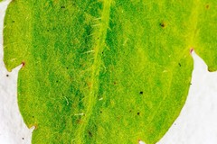 Veronica urticifolia