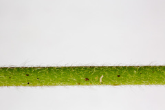 Veronica urticifolia