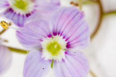 Veronica urticifolia