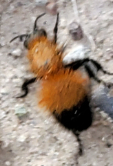 Dasymutilla arenivaga