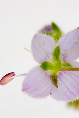 Veronica urticifolia