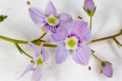 Veronica urticifolia