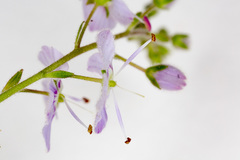 Veronica urticifolia