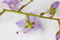 Veronica urticifolia