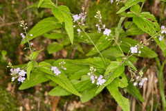 Veronica urticifolia