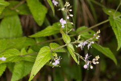 Veronica urticifolia