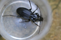 Pterostichus cristatus