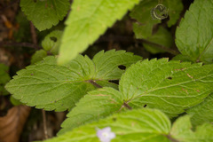 Veronica urticifolia