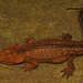 Hong Kong Warty Newt - Photo (c) Thomas Brown, some rights reserved (CC BY-NC), uploaded by Thomas Brown