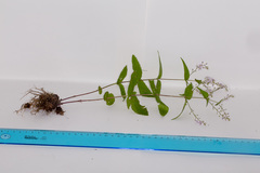 Veronica urticifolia