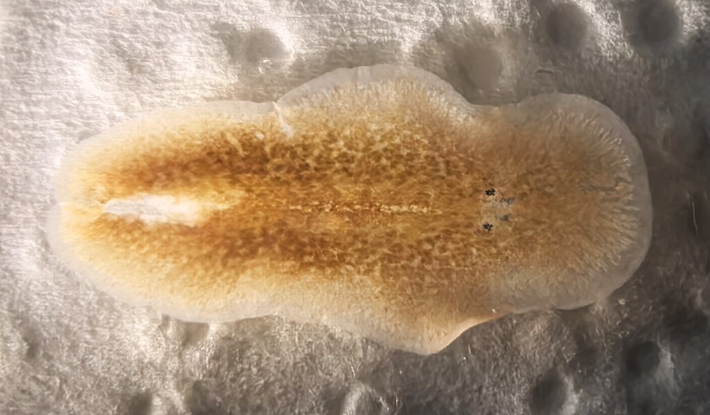 Notoplana