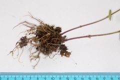 Veronica urticifolia