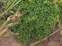 Callitriche nuttallii