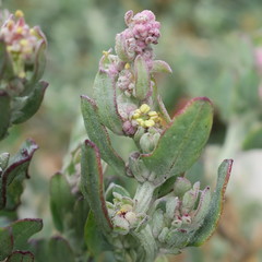 Exomis microphylla