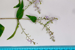 Veronica urticifolia