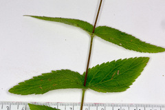 Veronica urticifolia