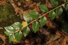 Cotoneaster simonsii