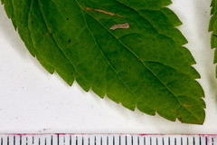 Veronica urticifolia