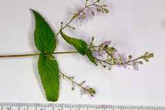Veronica urticifolia