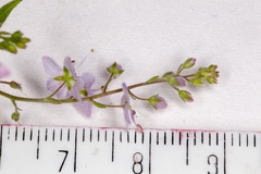 Veronica urticifolia